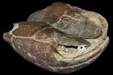 Inflated Fossil Tortoise (Stylemys) - South Dakota #113041-3